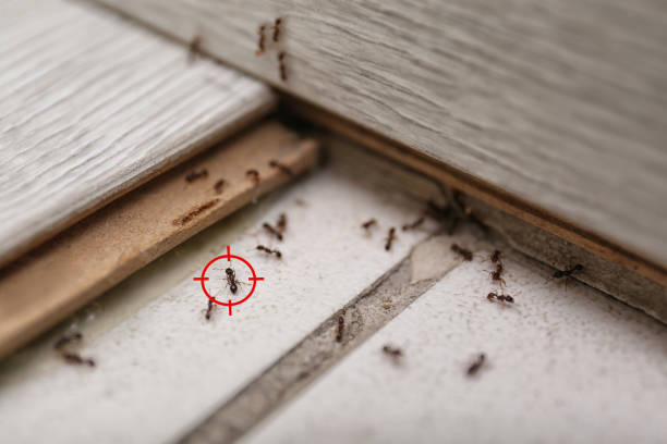 Best Pest Removal Services  in Holley, NY